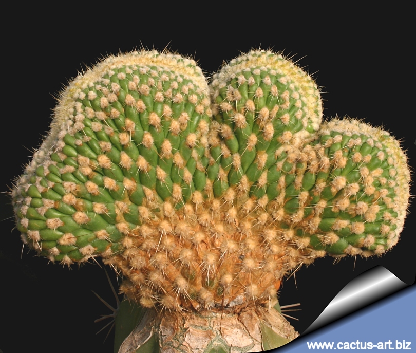 Austrocylindropuntia